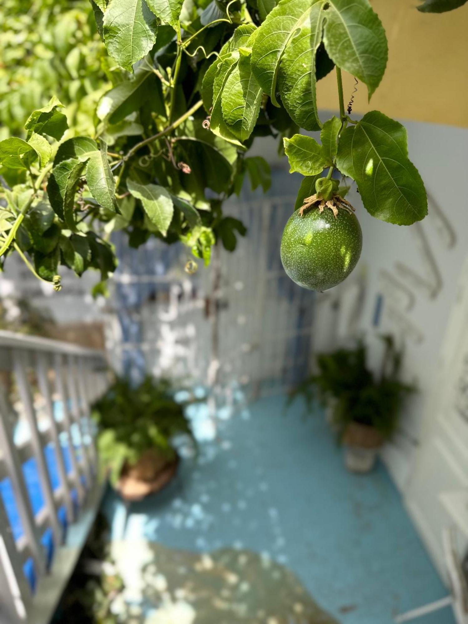 B&B Mi Ma Bo, Sal Rei, Boa Vista, Cape Verde, Free Wi-Fi Экстерьер фото